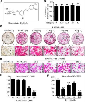 Inhibitory Effects of Rhaponticin on Osteoclast Formation and Resorption by Targeting RANKL-Induced NFATc1 and ROS Activity